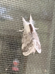Tolype velleda