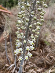 Drimia altissima