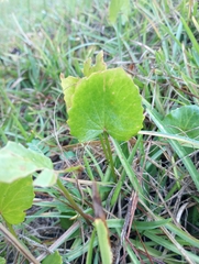 Centella erecta