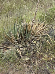 Agave lechuguilla