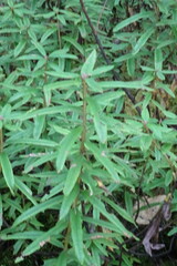 Rhododendron hypoleucum