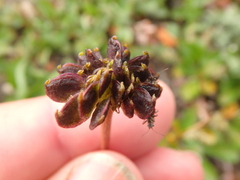 Anemonastrum sibiricum