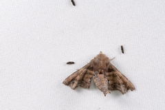 Penicillaria maculata