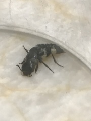 Creophilus maxillosus
