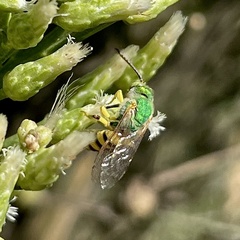 Agapostemon melliventris