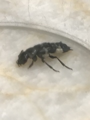 Creophilus maxillosus