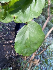 Hamamelis