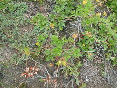 Anemonastrum sibiricum