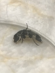Creophilus maxillosus
