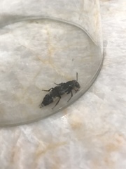 Creophilus maxillosus