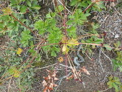 Anemonastrum sibiricum