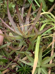 Orobanchaceae