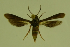 Sophona snellingi
