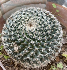 Mammillaria