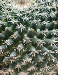 Mammillaria
