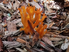 Calocera viscosa