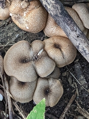 Lentinus tigrinus