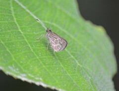 Vehilius stictomenes