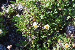 Dryas octopetala