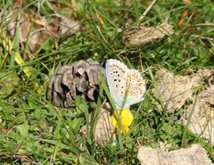 Polyommatus bellargus