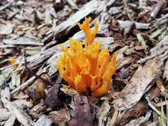 Calocera viscosa