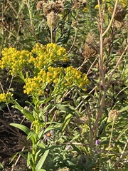 Solidago riddellii