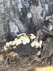 Stereum gausapatum