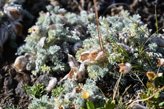 Oxytropis putoranica