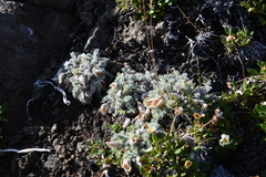 Oxytropis putoranica