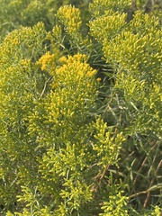 Euthamia caroliniana