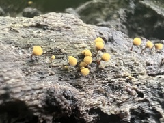 Hemitrichia calyculata