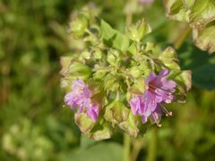Caryophyllales