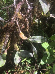 Bulbophyllum