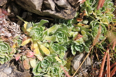 Saxifraga paniculata
