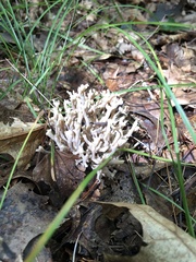 Clavulina cinerea