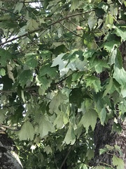 Acer rubrum