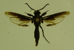 Albuna rufibasilaris