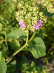 Caryophyllales