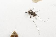 Acanthocinus gundaiensis