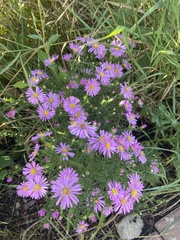 Symphyotrichum oblongifolium