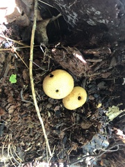 Scleroderma citrinum