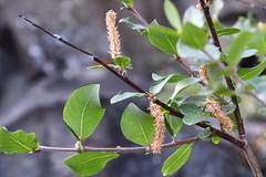Salix hastata