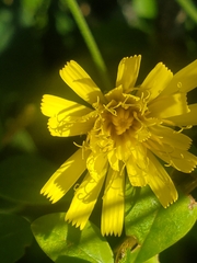 Hieracium sabaudum