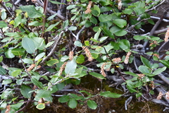 Salix hastata