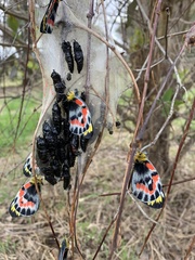 Delias harpalyce