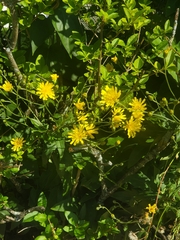 Hieracium sabaudum