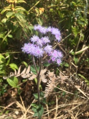 Ageratum