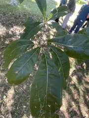 Quercus imbricaria