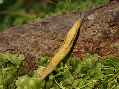 Yellow-bordered Taildropper