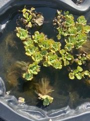 Pistia stratiotes